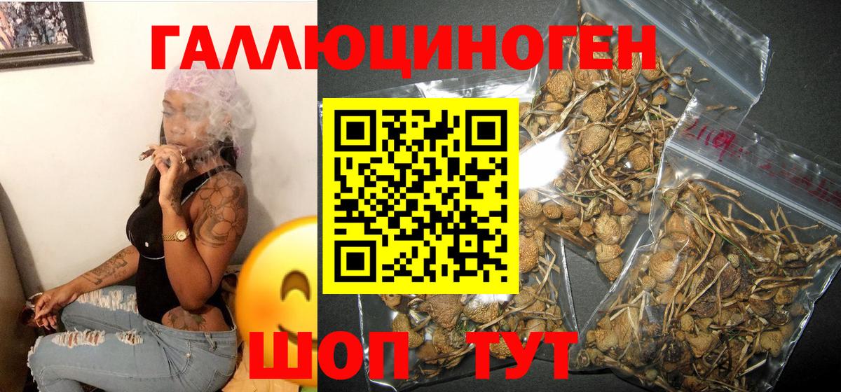 Таганрог  Галлюциногенные грибы Psilocybine cubensis  Вход с VPN 